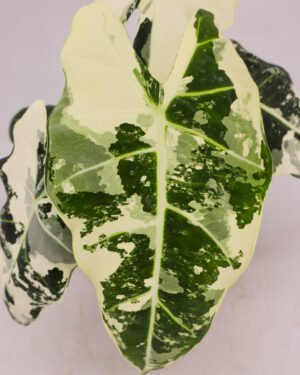 Alocasia variegata 'Frydek' - immagine 3