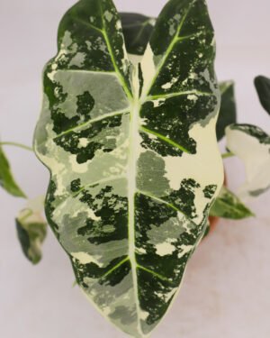 Alocasia variegata 'Frydek' - immagine 2