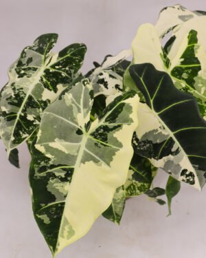 Alocasia variegata 'Frydek'