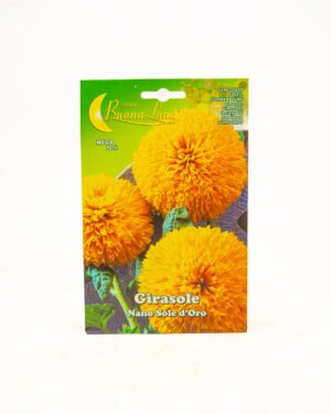 Girasole nano ‘Sole d’Oro’