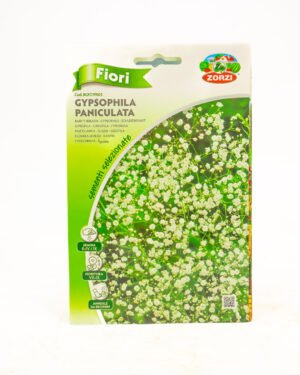 Gypsophila paniculata