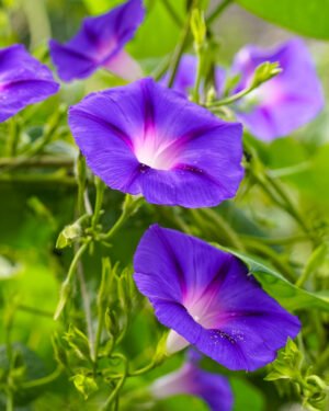 Ipomea ‘Sweet Caroline Purple’ - immagine 2