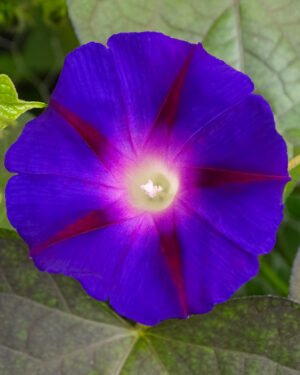 Ipomea ‘Sweet Caroline Purple’