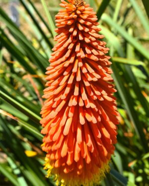 Kniphofia 'Pyromania Blackdraft'