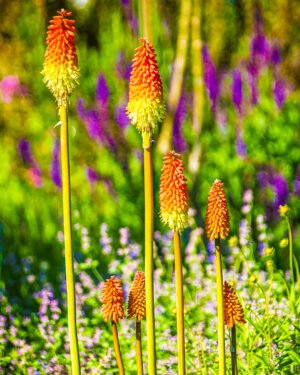 Kniphofia 'Pyromania Blackdraft' - immagine 2