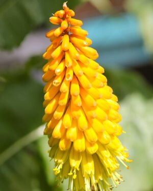 Kniphofia uvaria 'Banana Popsicle'