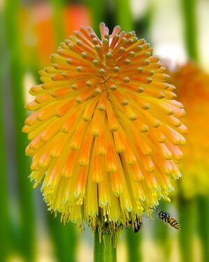Kniphofia uvaria 'Banana Popsicle' - immagine 2
