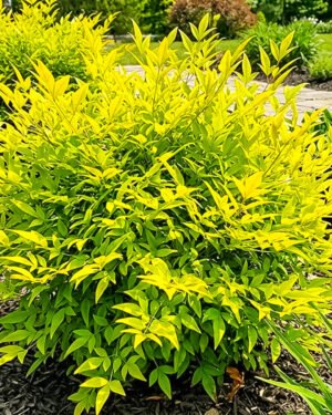 Nandina domestica 'Lemon Lime'