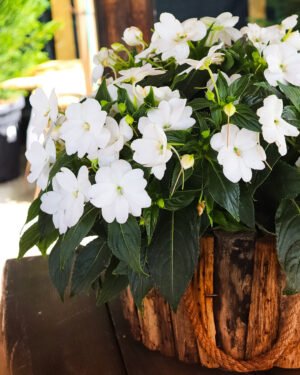 SunPatiens® - immagine 5