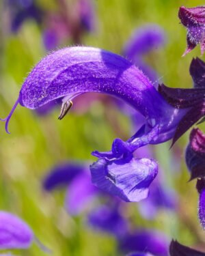 Salvia greggii 'Blue Note' - immagine 2