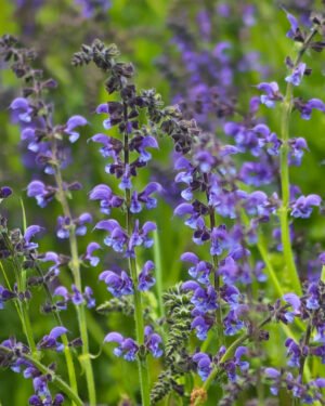 Salvia greggii 'Blue Note'