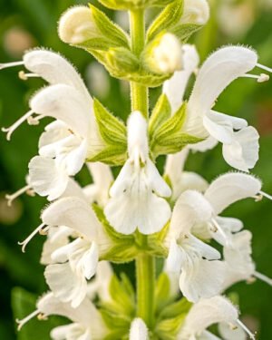 Salvia greggii 'Donau' - immagine 2