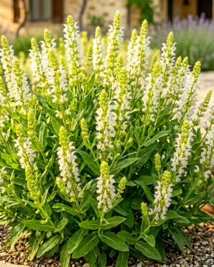 Salvia greggii 'Donau'