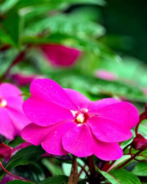SunPatiens® - immagine 4
