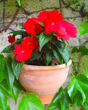 SunPatiens® - immagine 3