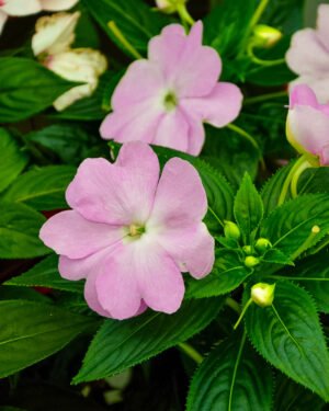 SunPatiens® - immagine 2