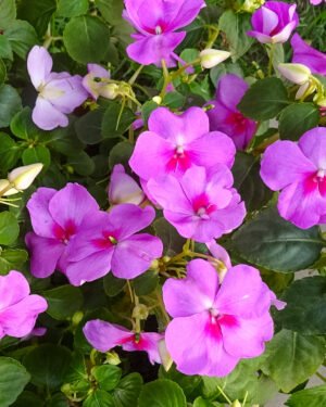 SunPatiens®