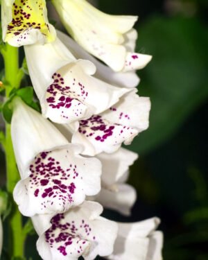 Digitalis - immagine 2