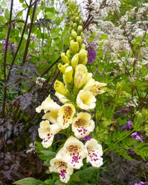Digitalis
