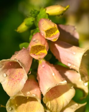 Digitalis - immagine 3