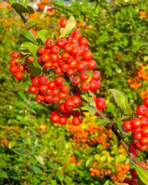Pyracantha 'Mohave' - immagine 2