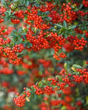 Pyracantha 'Mohave'