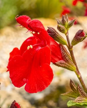 Salvia greggii 'Cherry Red' - immagine 2