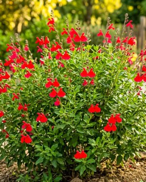Salvia greggii 'Cherry Red'