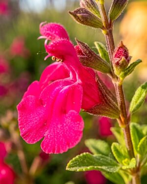 Salvia greggii 'Hot Pink'