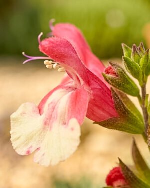 Salvia greggii 'Rose Bicolour' - immagine 2