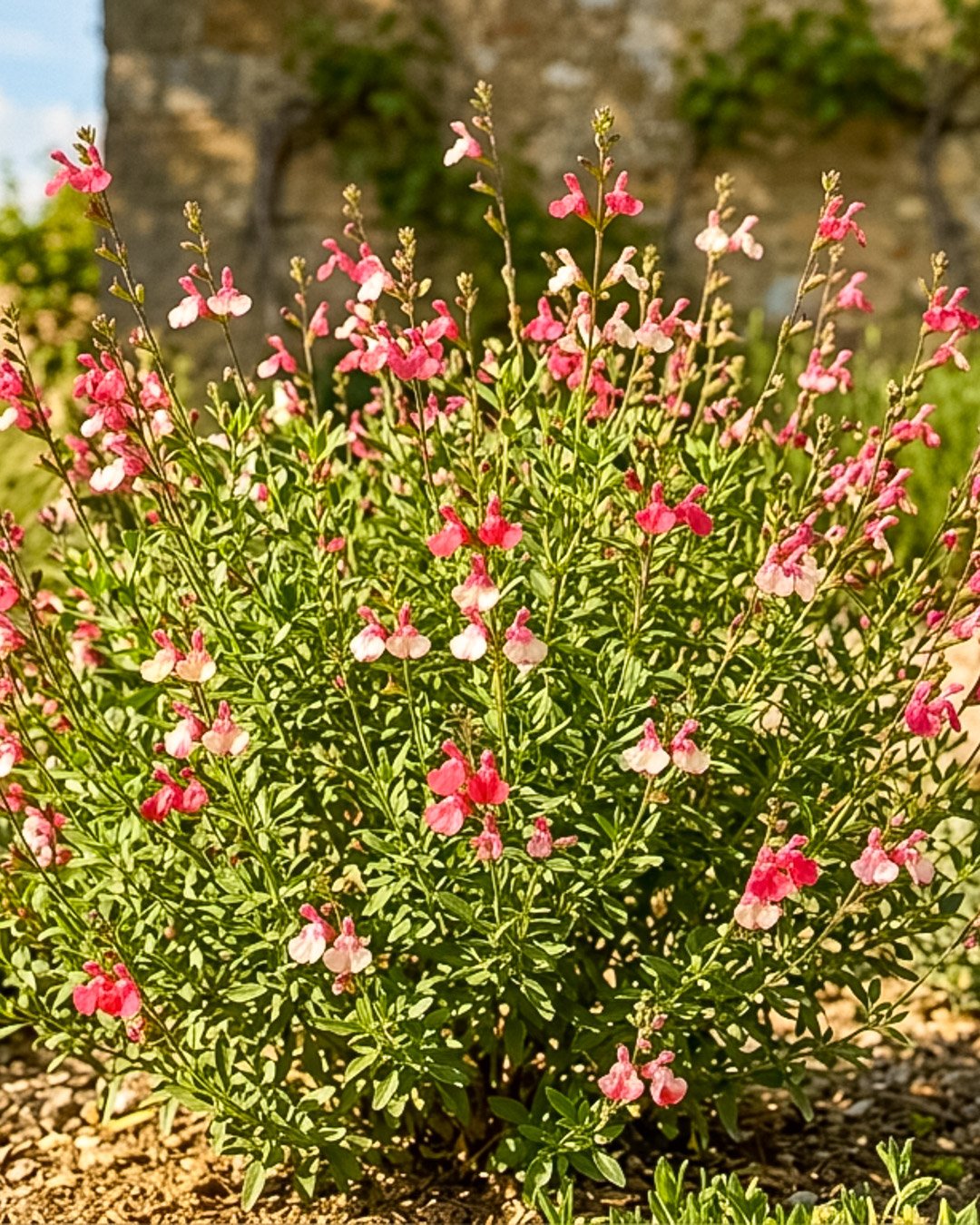 Salvia greggii 'Rose Bicolour' Salvia greggii 'Rose Bicolour' - immagine 1