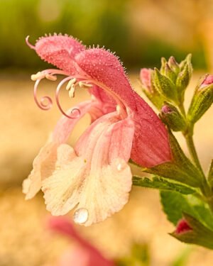 Salvia greggii 'Soft Pink' - immagine 2