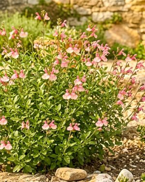Salvia greggii 'Soft Pink'
