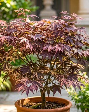 Acer palmatum 'Shiraz' - immagine 2