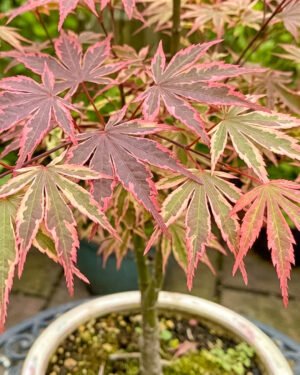 Acer palmatum 'Shiraz'