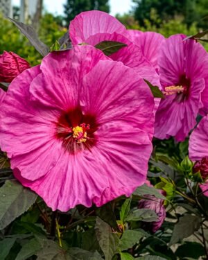 Ibisco moscheutos 'Summerific Berry Awesome' - immagine 2