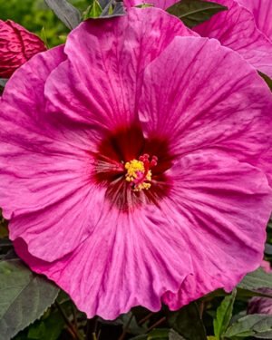 Ibisco moscheutos 'Summerific Berry Awesome'