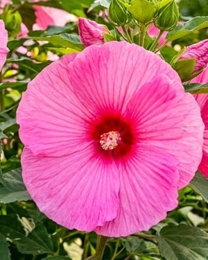 Ibisco moscheutos 'Summerific Candy Crush'