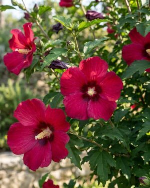 Ibisco syriacus 'Flower Tower Ruby' - immagine 2