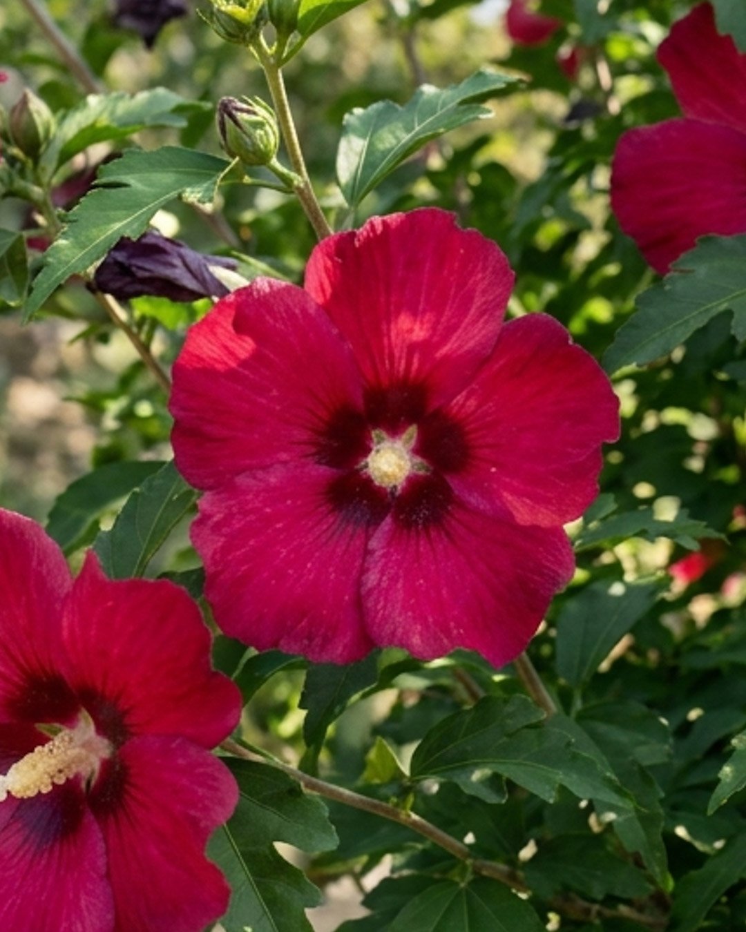 Ibisco syriacus 'Ruby' Ibisco syriacus 'Flower Tower Ruby' - immagine 1