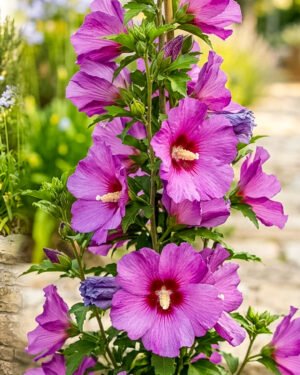 Ibisco syriacus 'Flower Tower Purple' - immagine 2