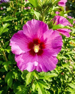 Ibisco syriacus 'Flower Tower Purple'