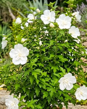 Ibisco syriacus 'White Shiffon' - immagine 2