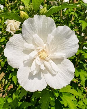 Ibisco syriacus 'White Shiffon'
