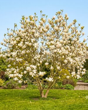 Magnolia 'Manchu' - immagine 2