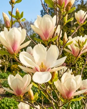 Magnolia 'Manchu'