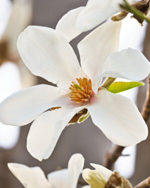 Magnolia Stellata