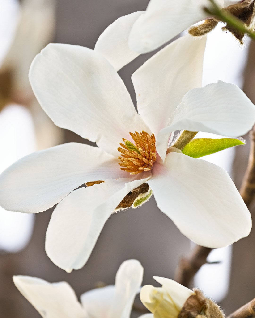 Magnolia Magnolia Stellata - immagine 1