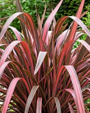 Phormium 'Pink Panther' - immagine 2