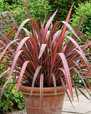 Phormium 'Pink Panther'